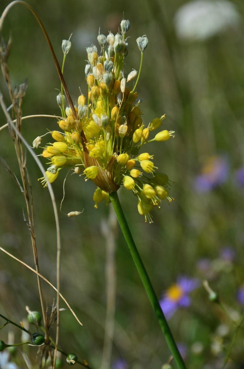 Allium flavum