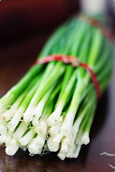 Allium giganteum