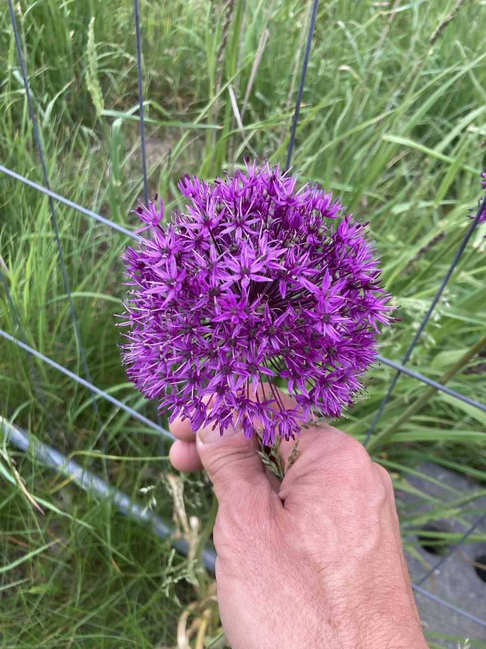 Allium hollandicum