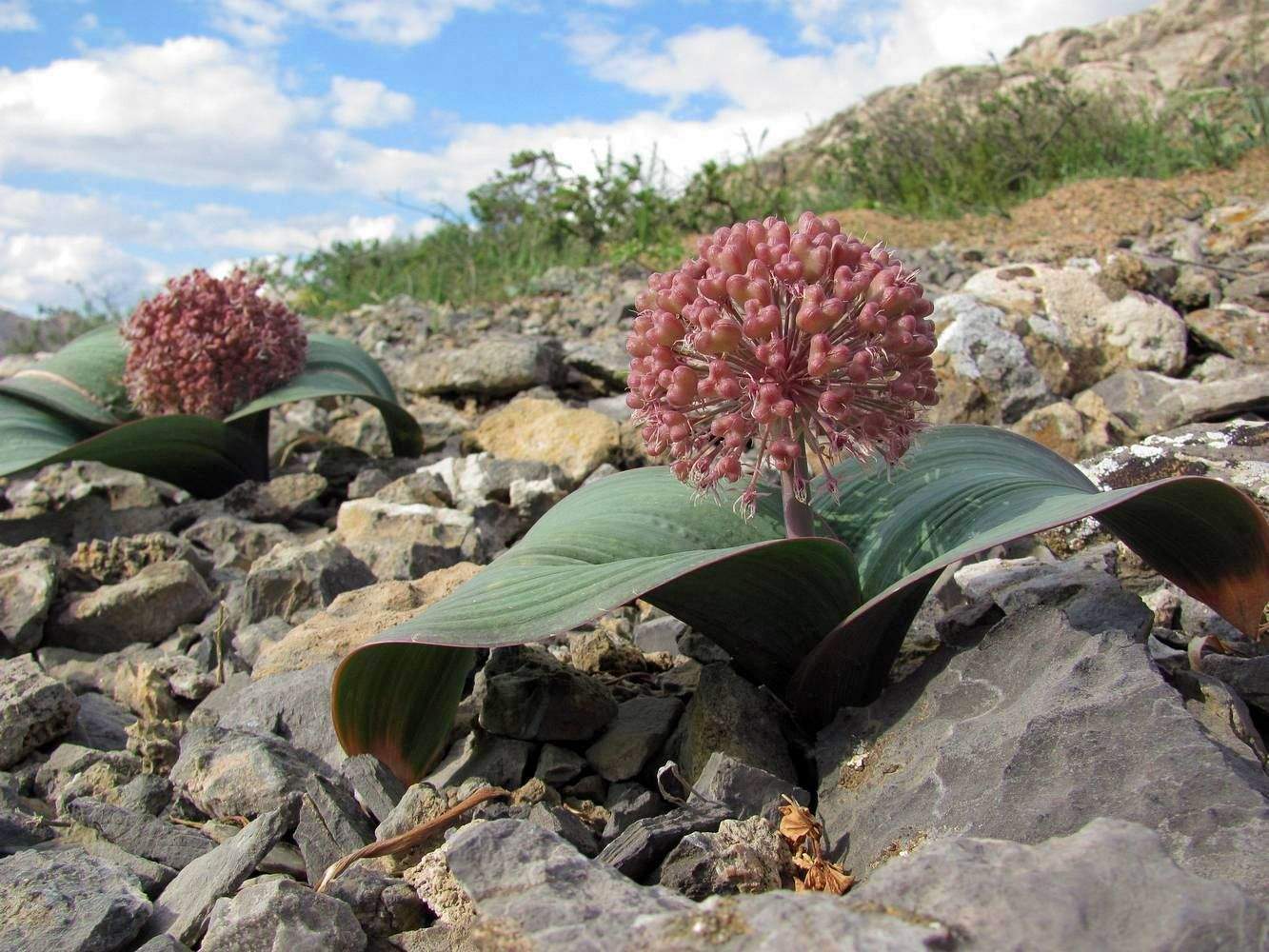 Allium karataviense