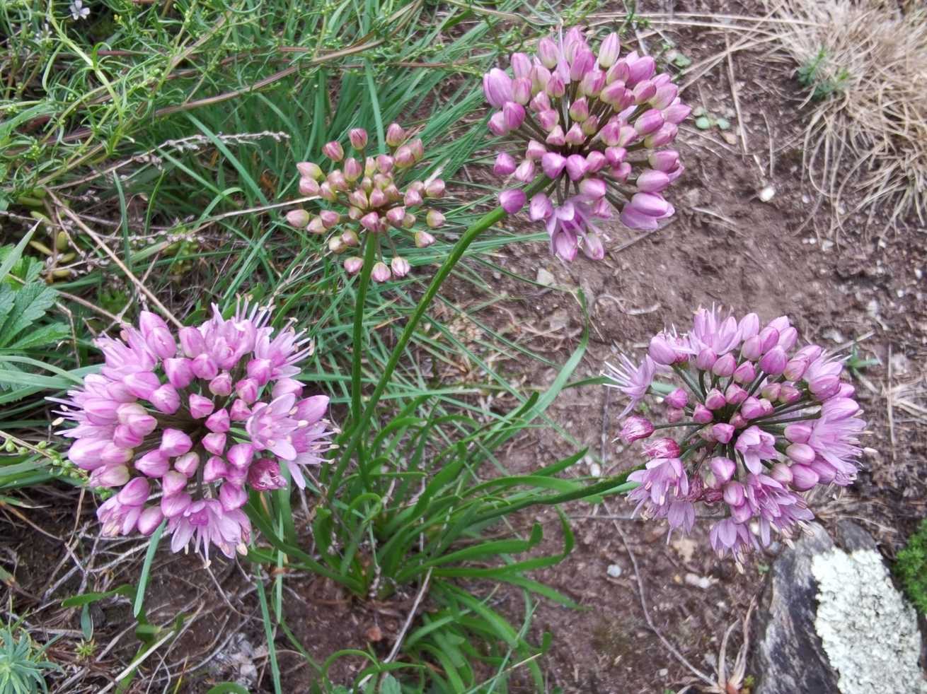 Allium lusitanicum