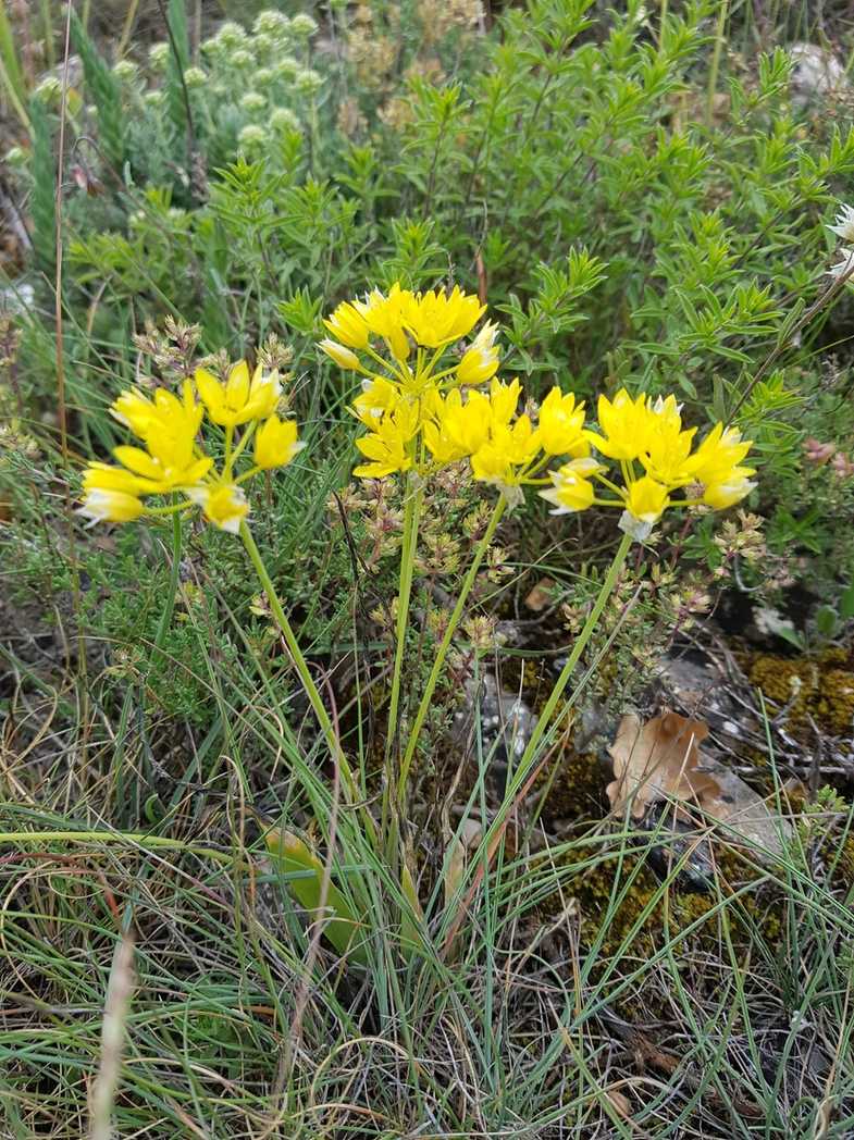 Allium moly