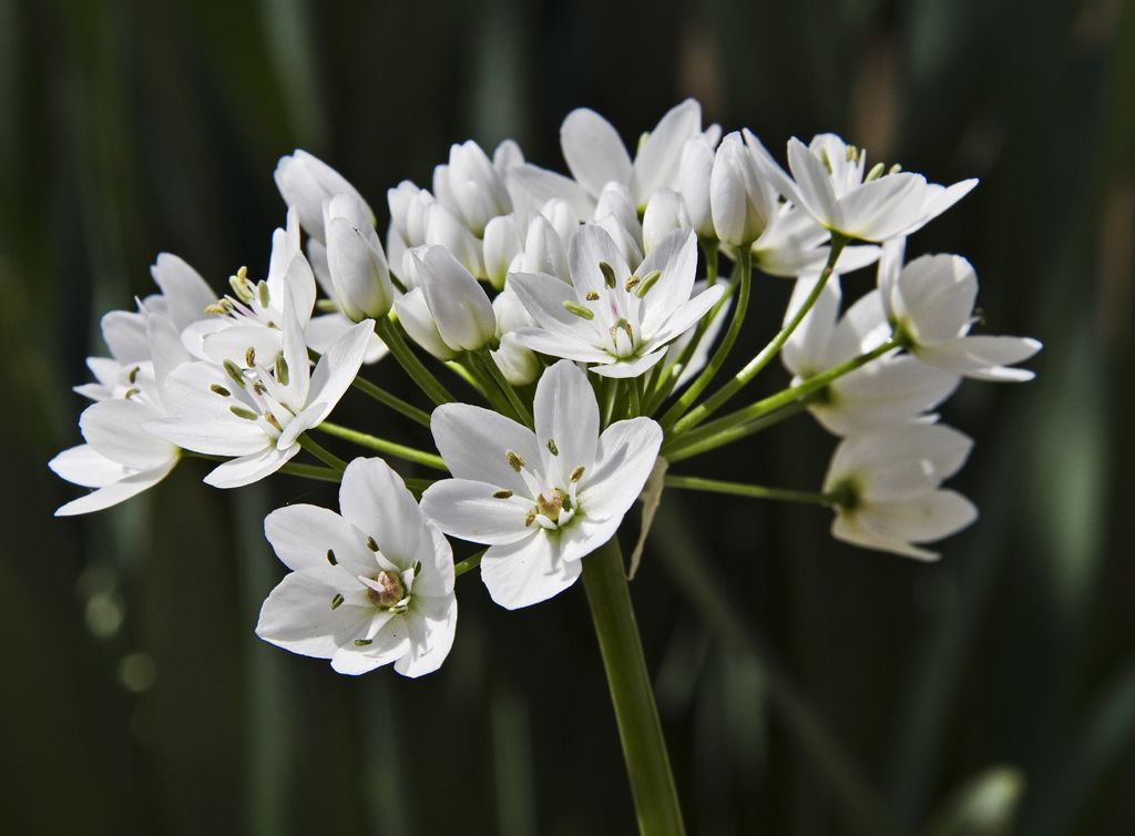 Allium neapolitanum