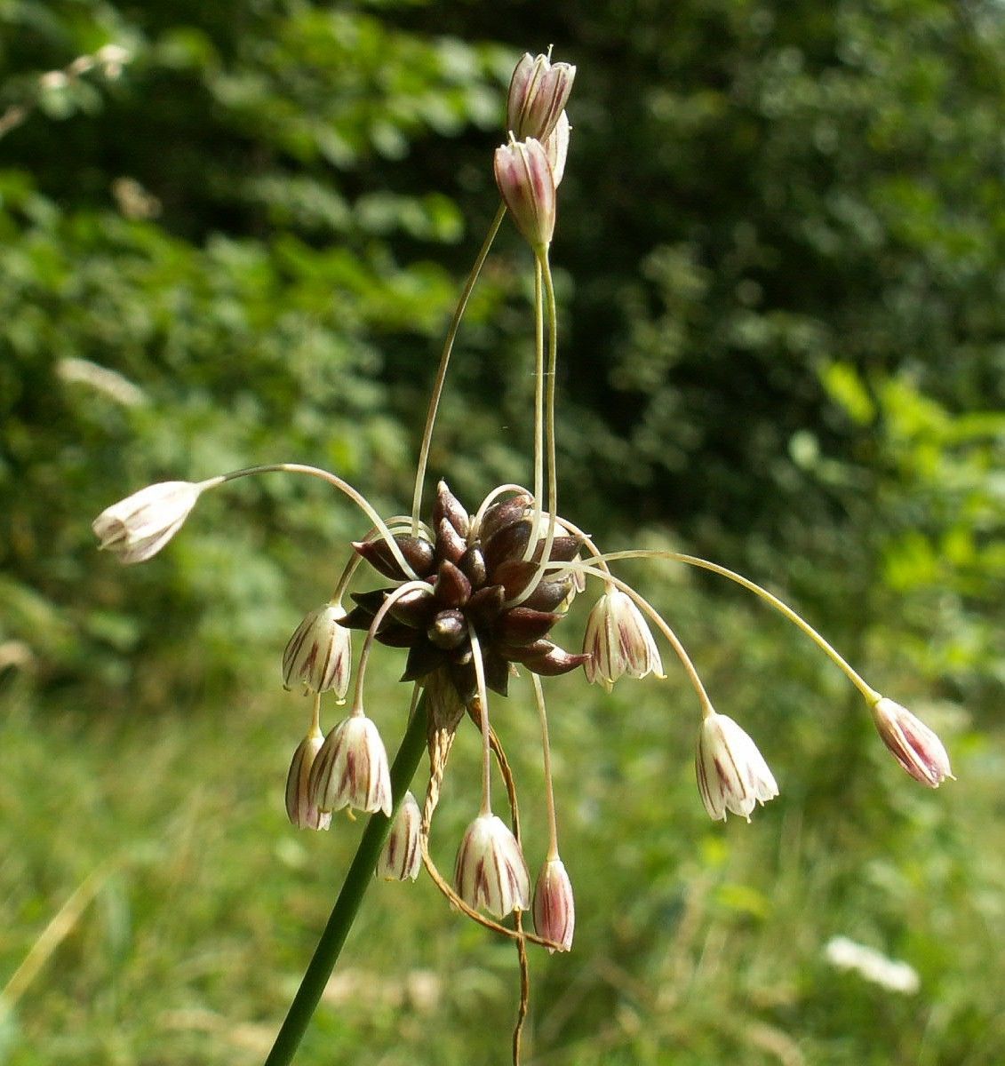 Allium oleraceum