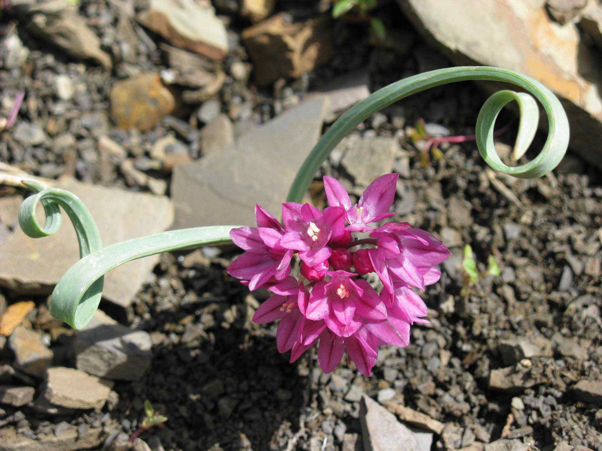 Allium oreophilum