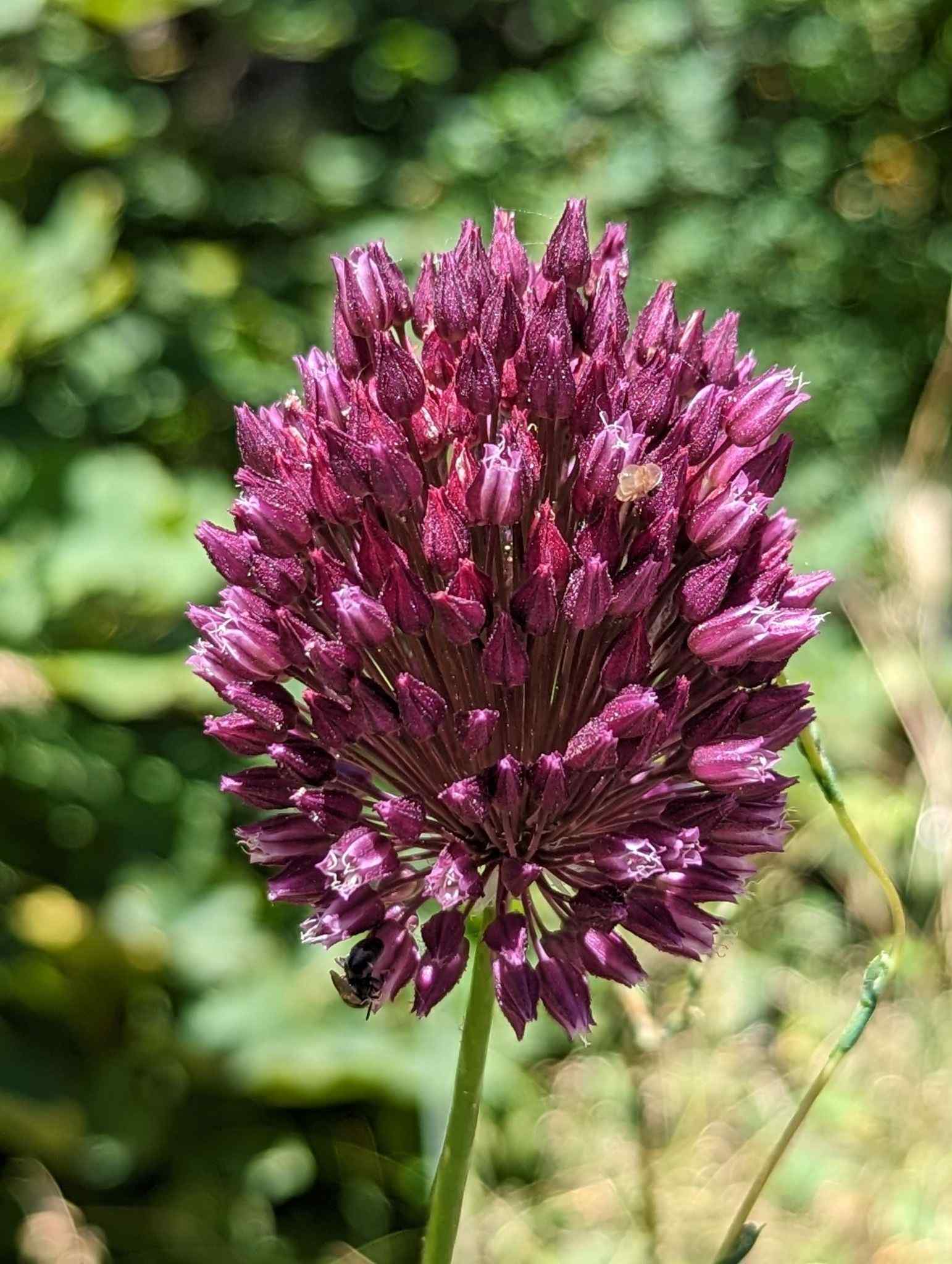 Allium scorodoprasum