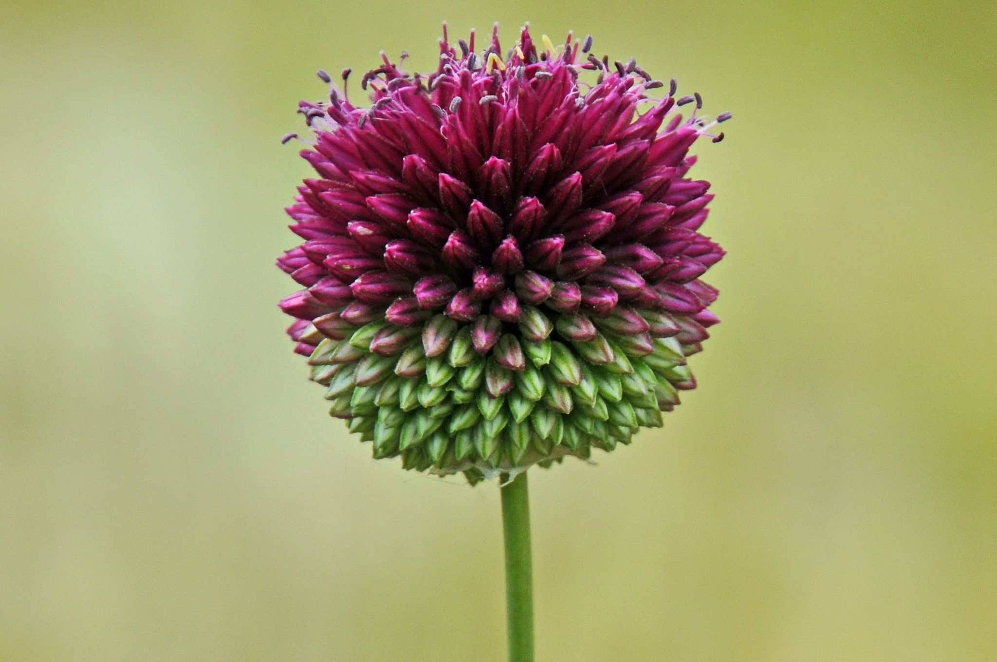 Allium sphaerocephalon