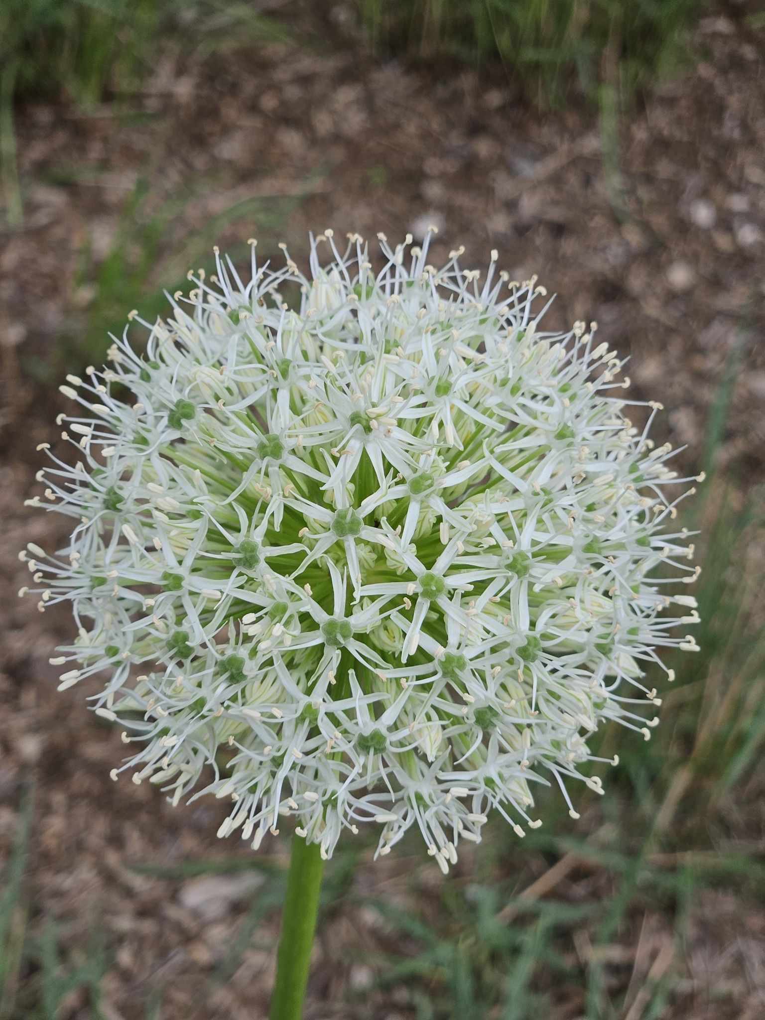 Allium stipitatum