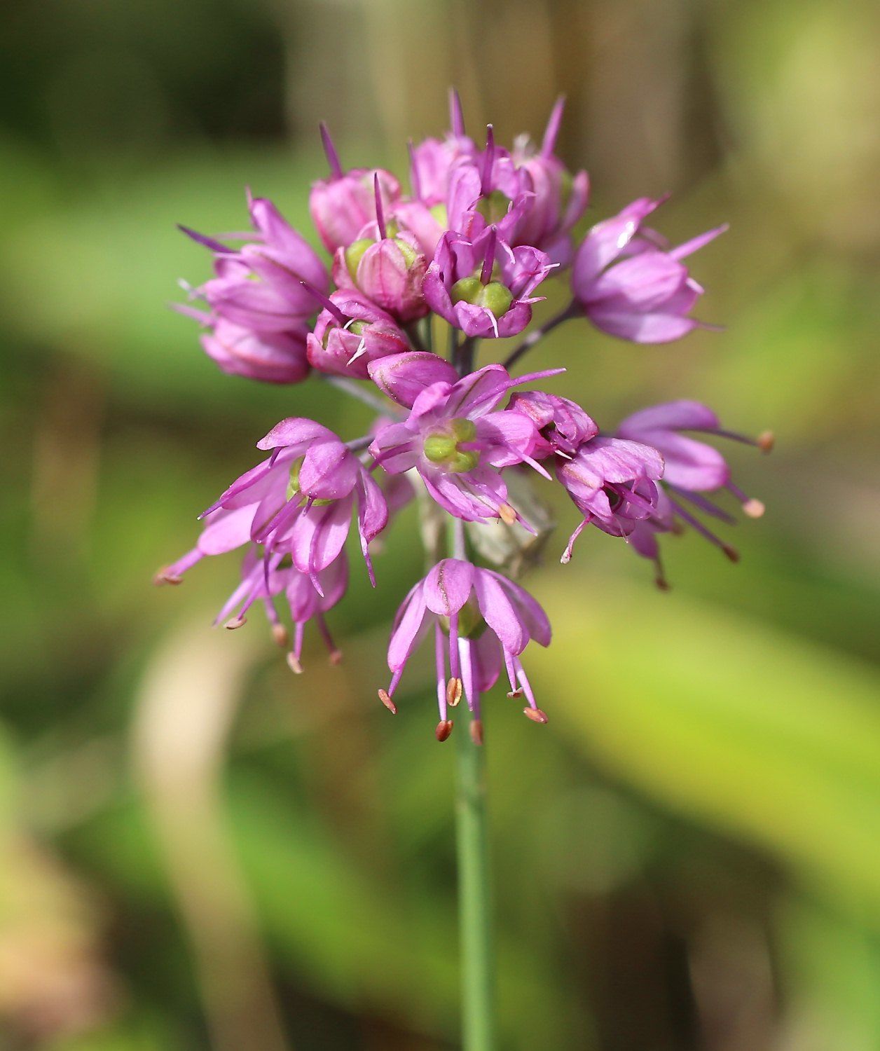 Allium thunbergii
