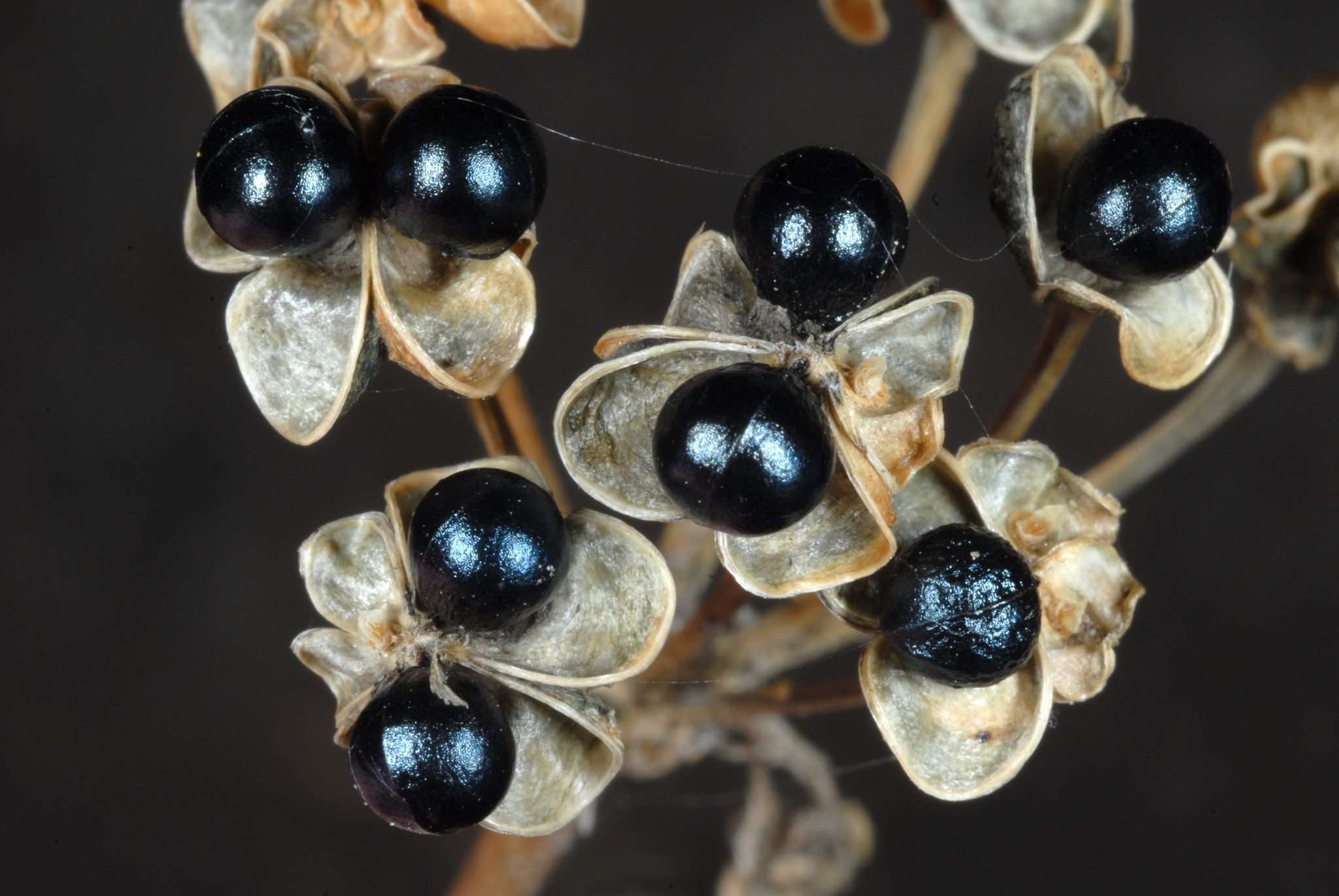 Allium tricoccum
