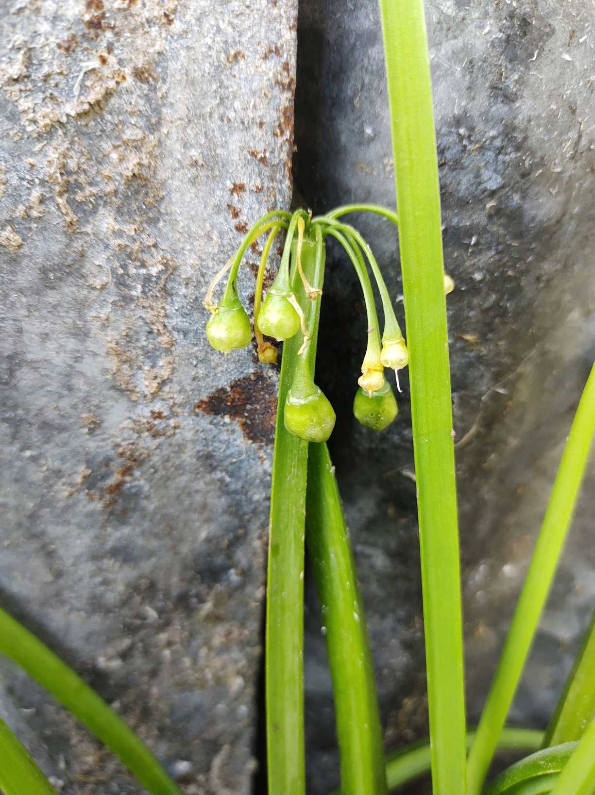 Allium triquetrum