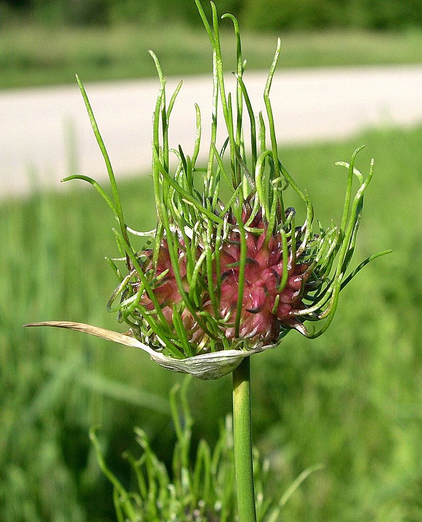 Allium vineale