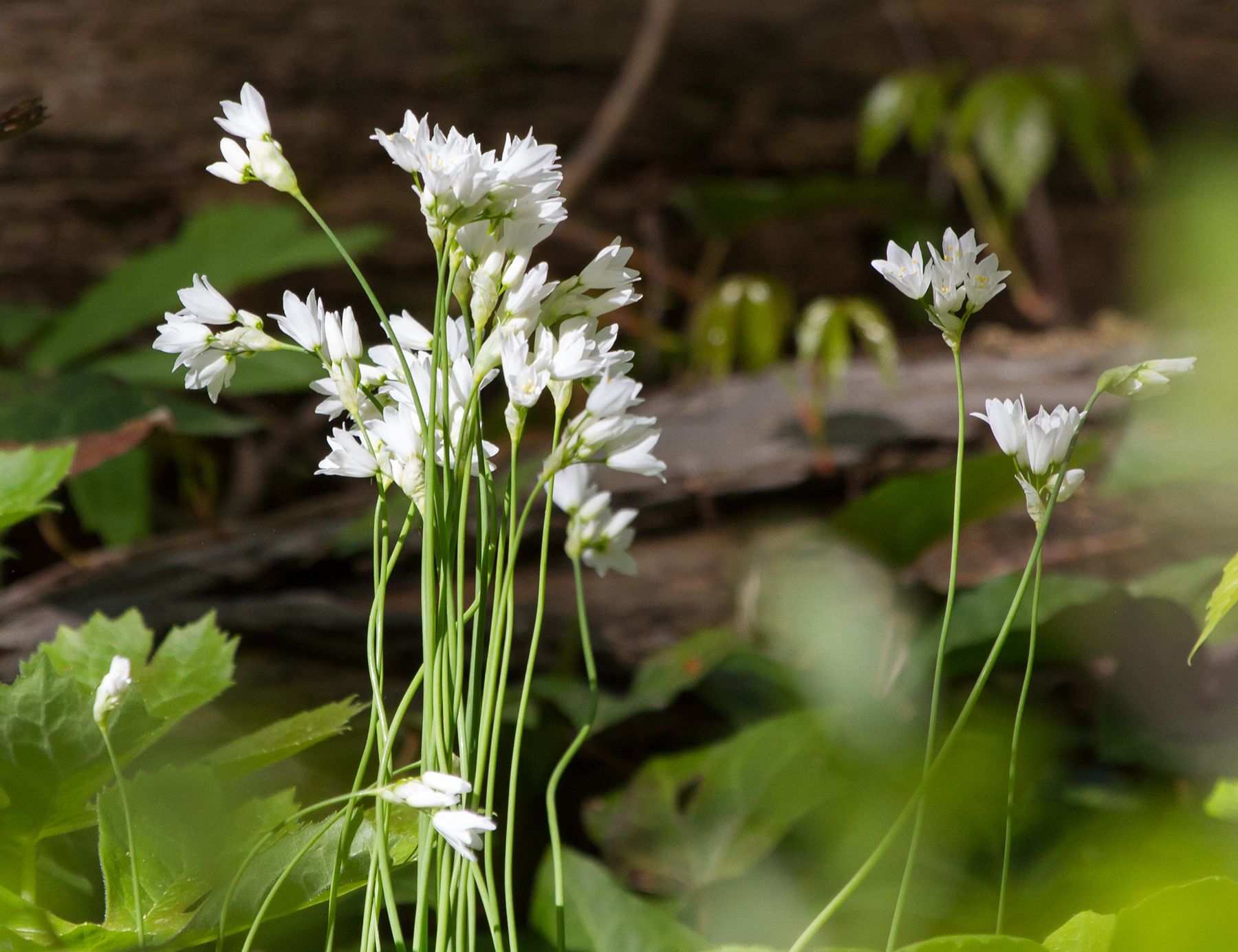 Allium zebdanense