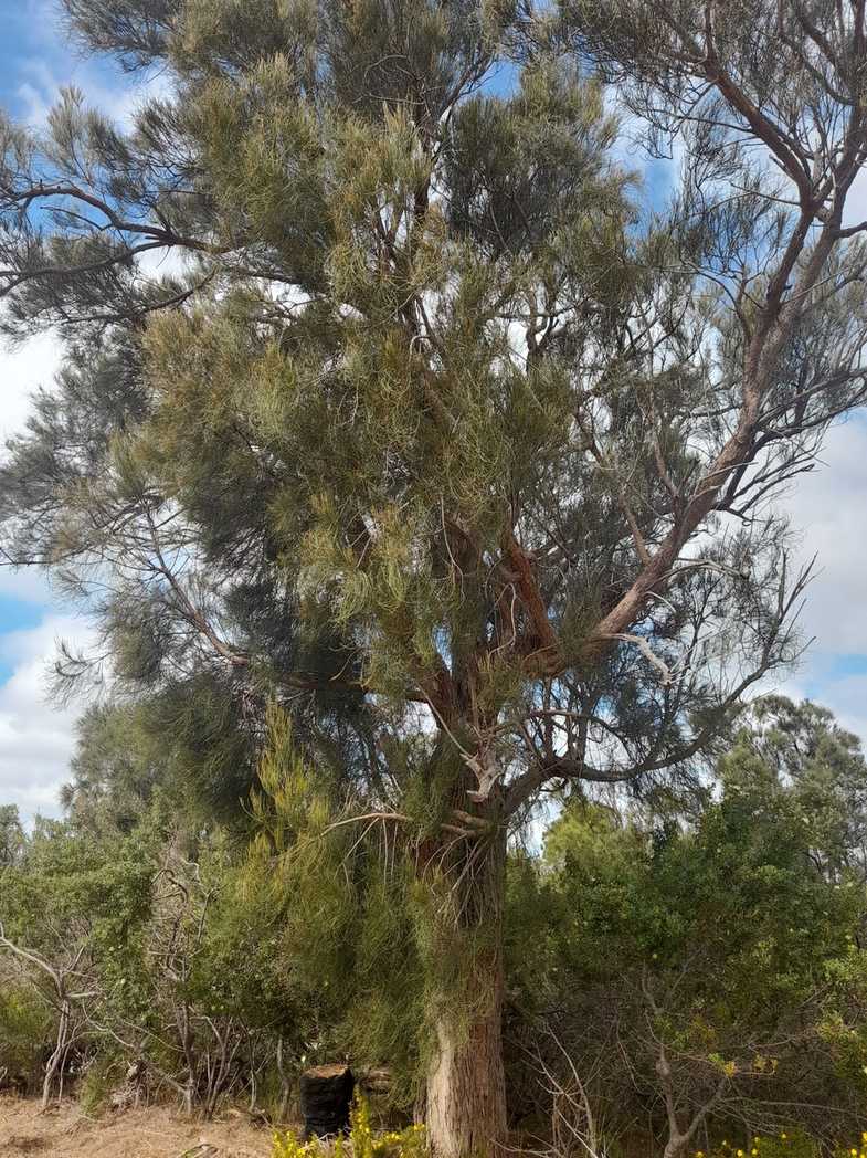 Allocasuarina fraseriana