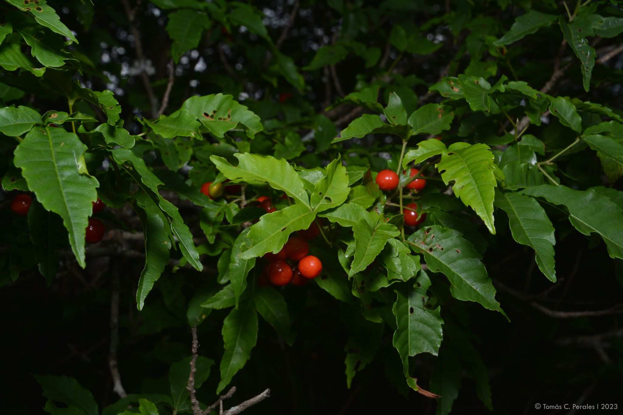 Allophylus edulis