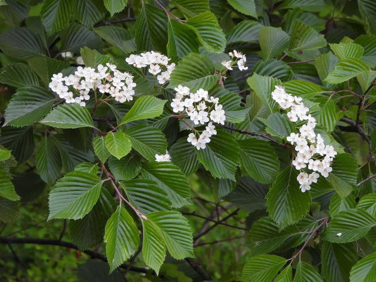 Alniaria alnifolia