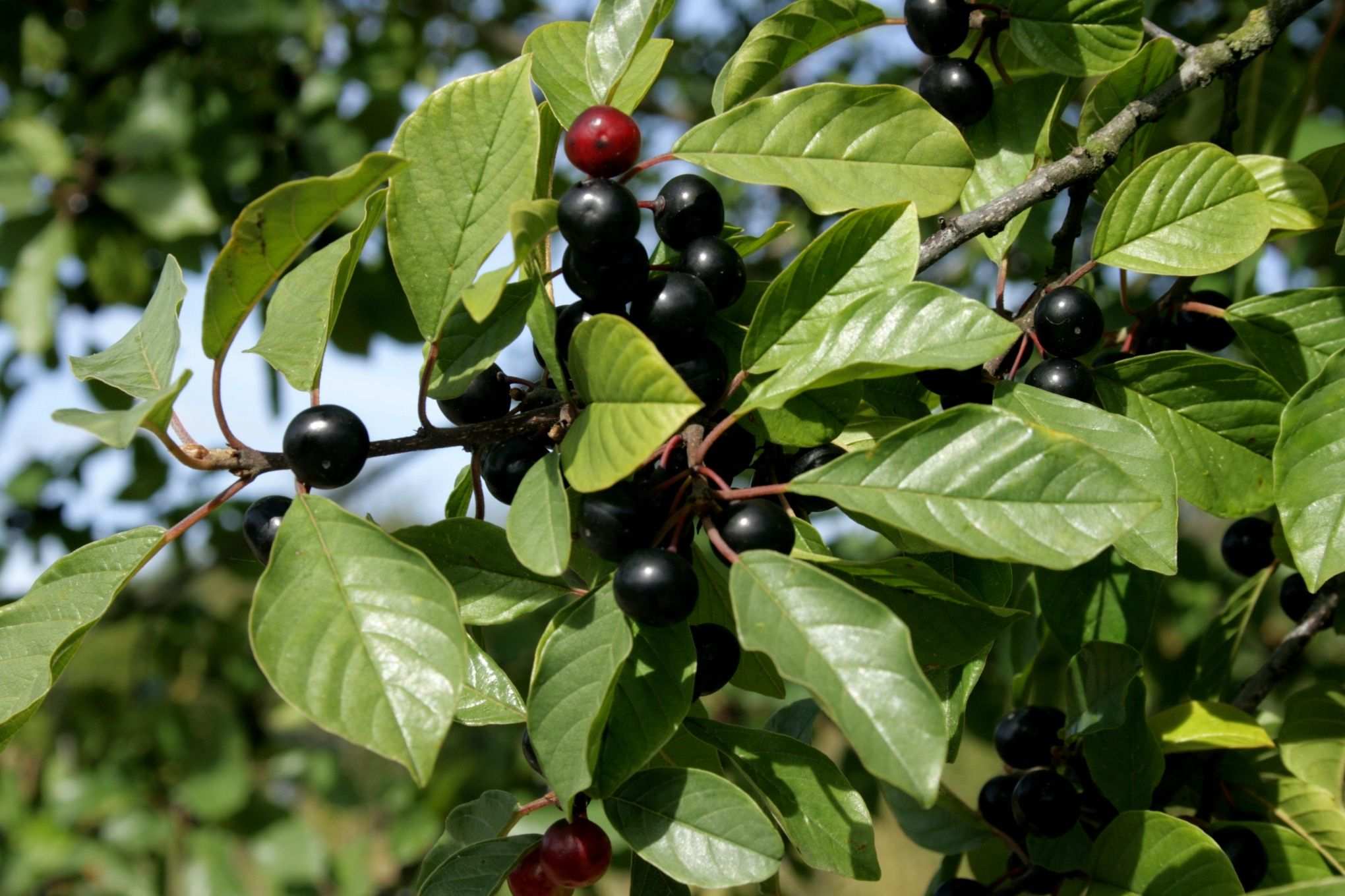 Alnus