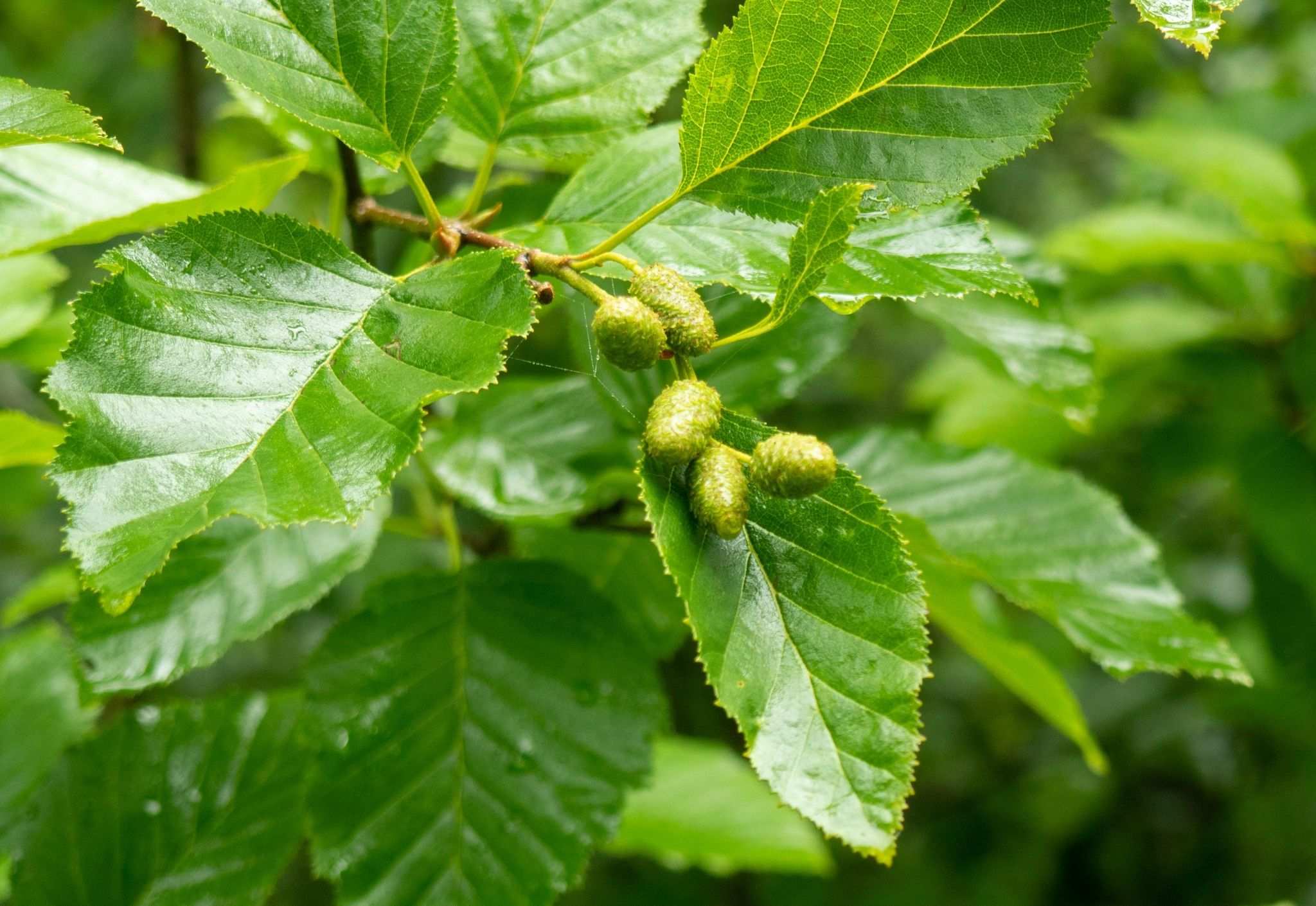 Alnus alnobetula