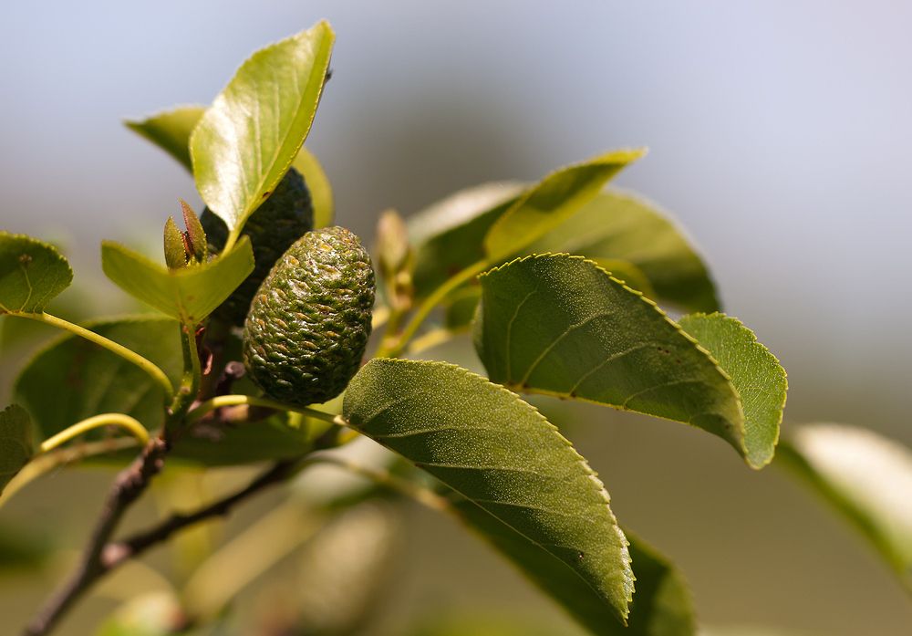 Alnus cordata