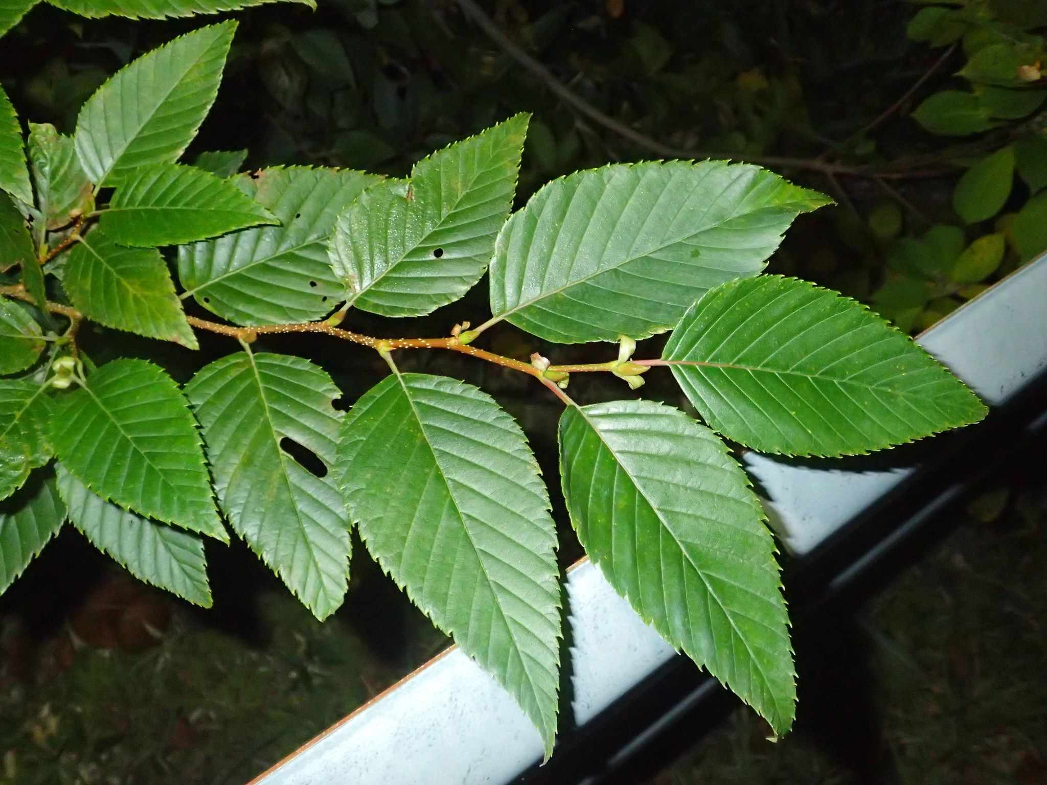 Alnus firma