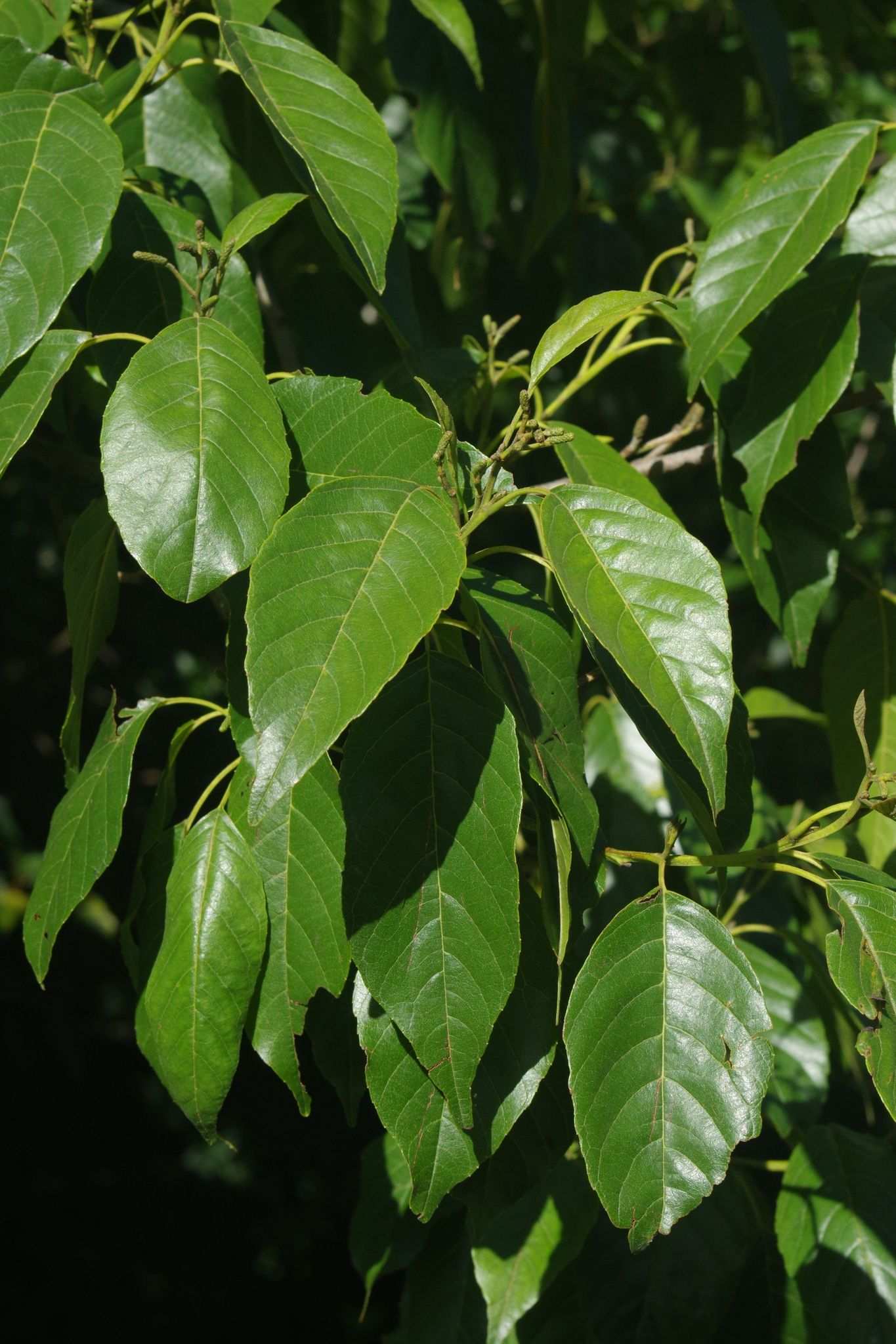Alnus formosana