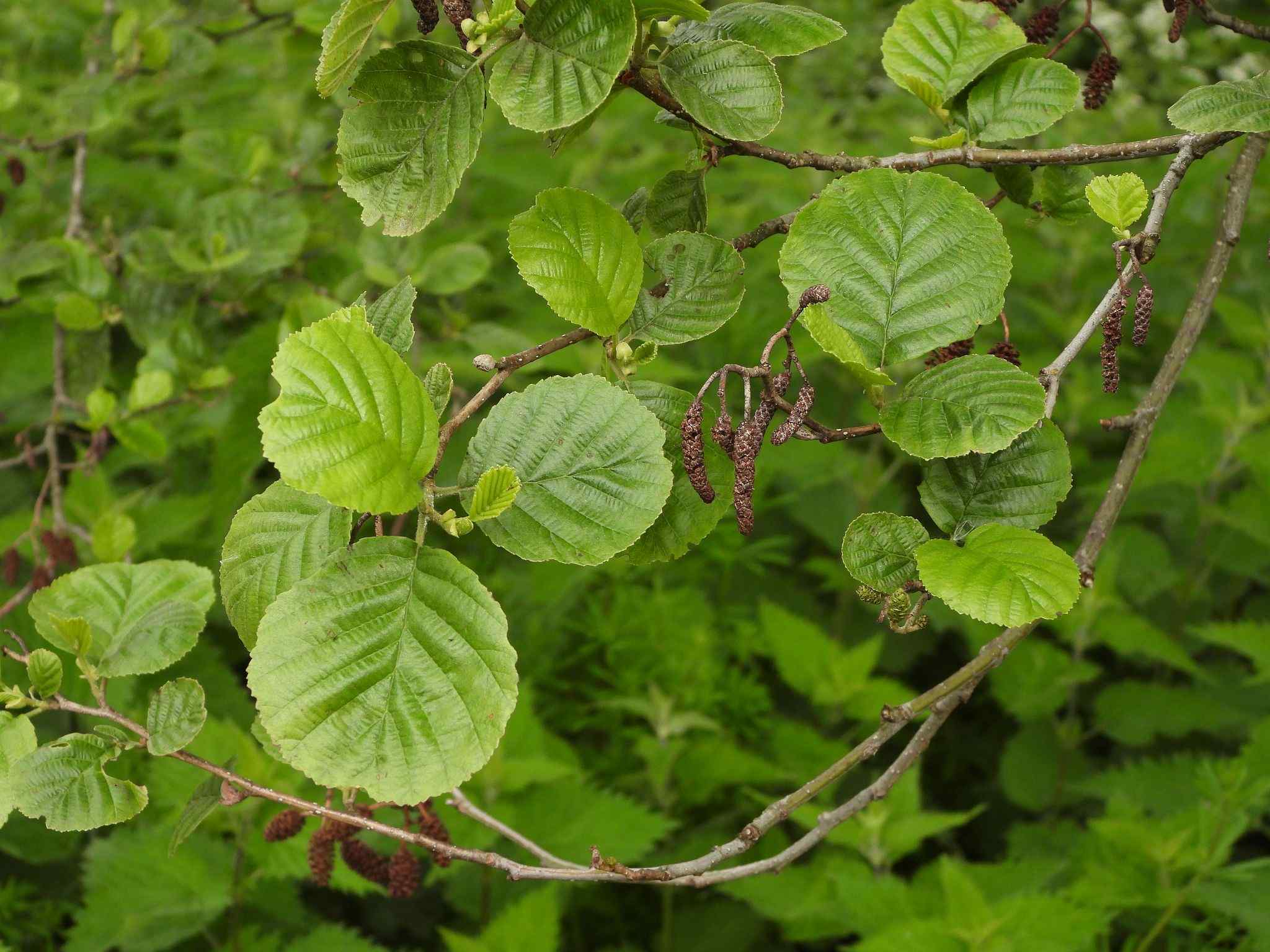 Alnus glutinosa