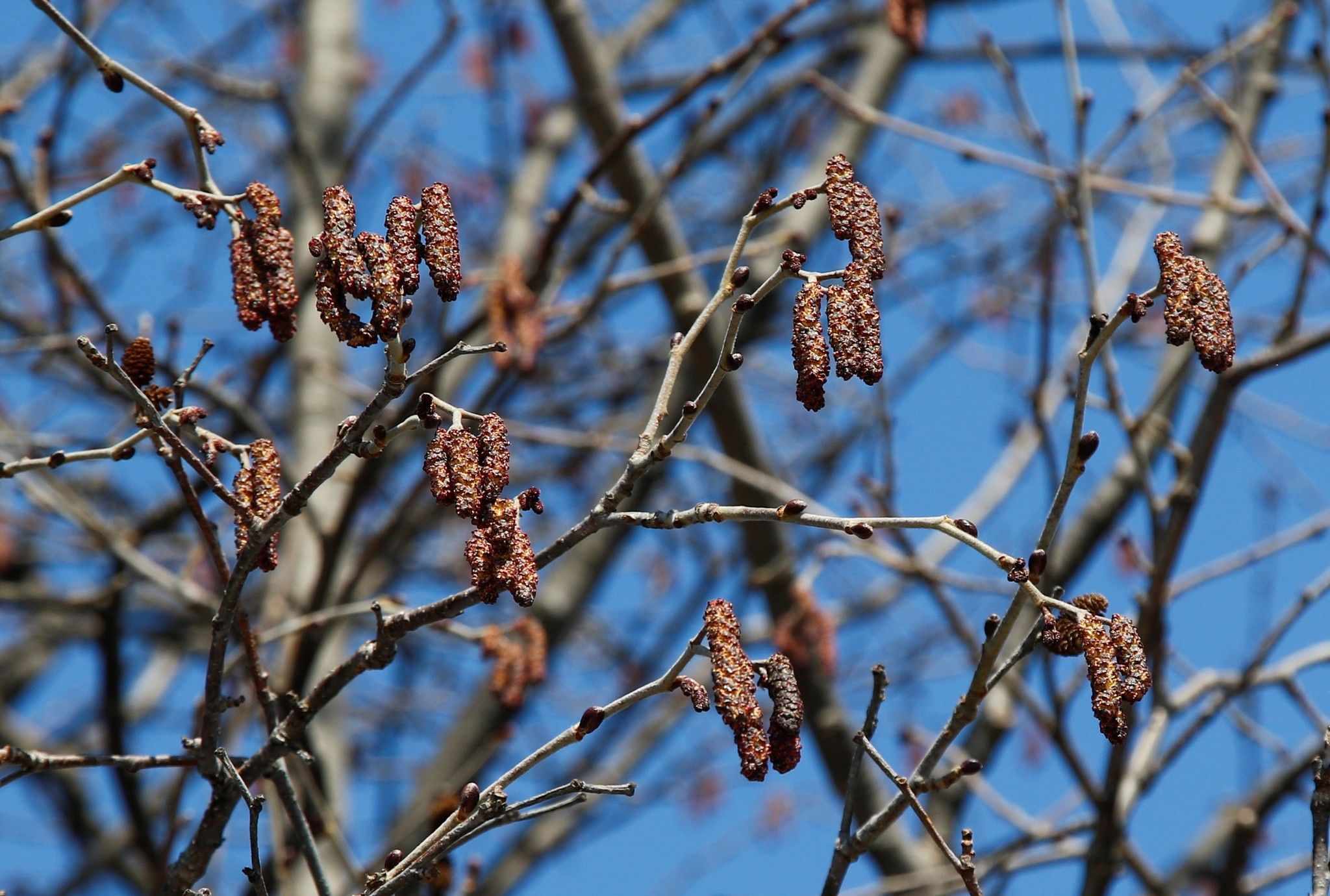 Alnus hirsuta