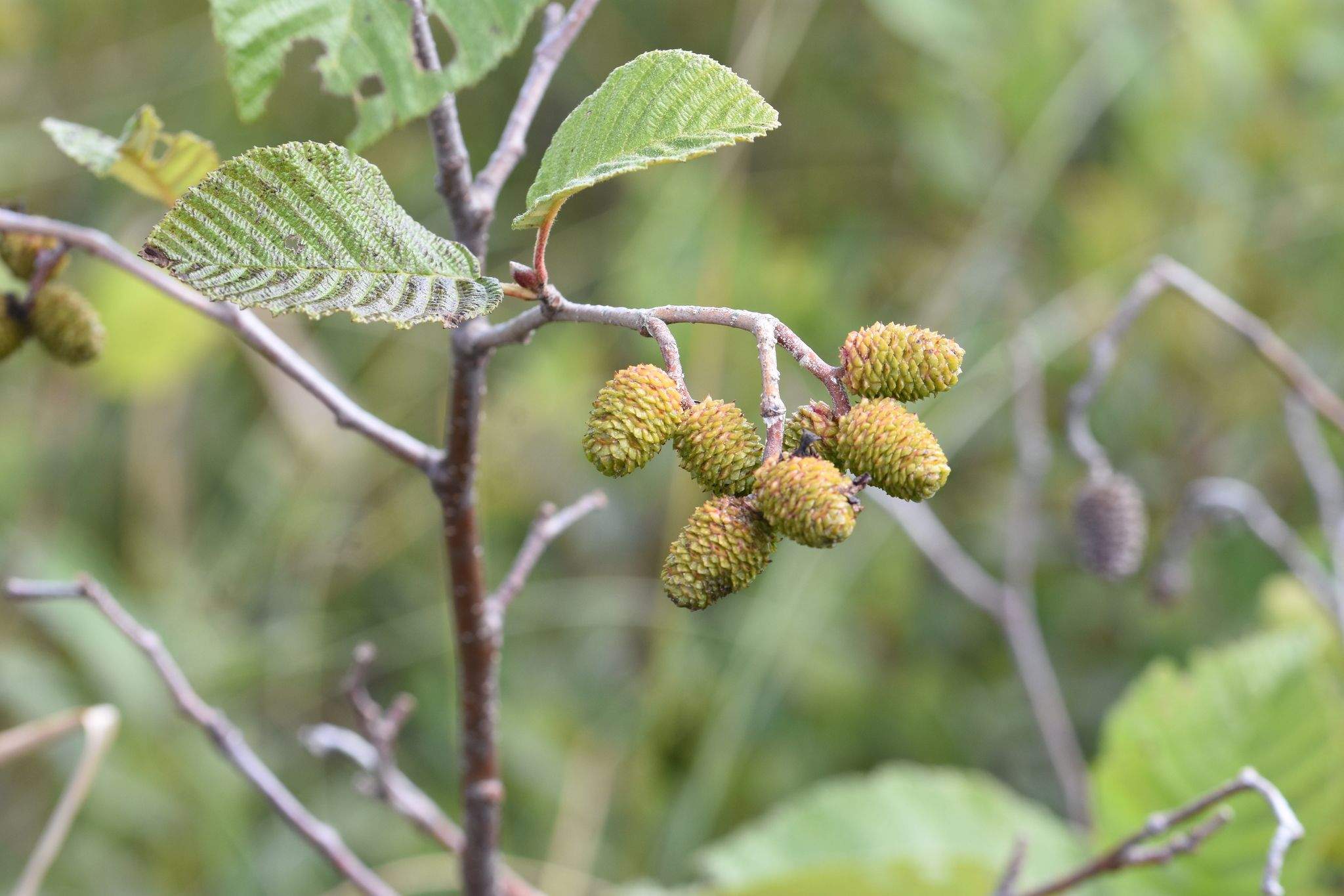 Alnus incana