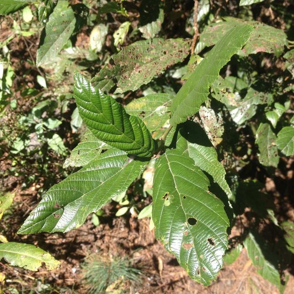 Alnus jorullensis
