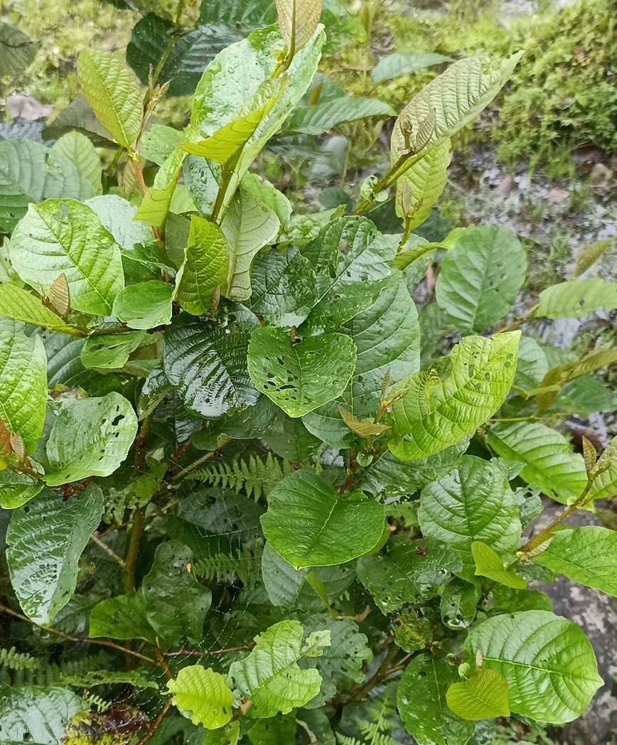 Alnus nepalensis