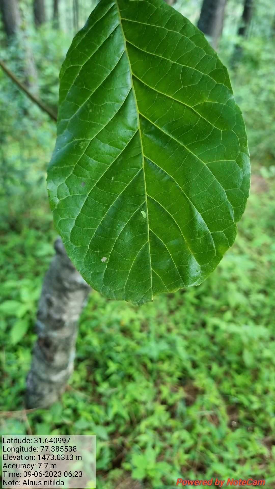 Alnus nitida