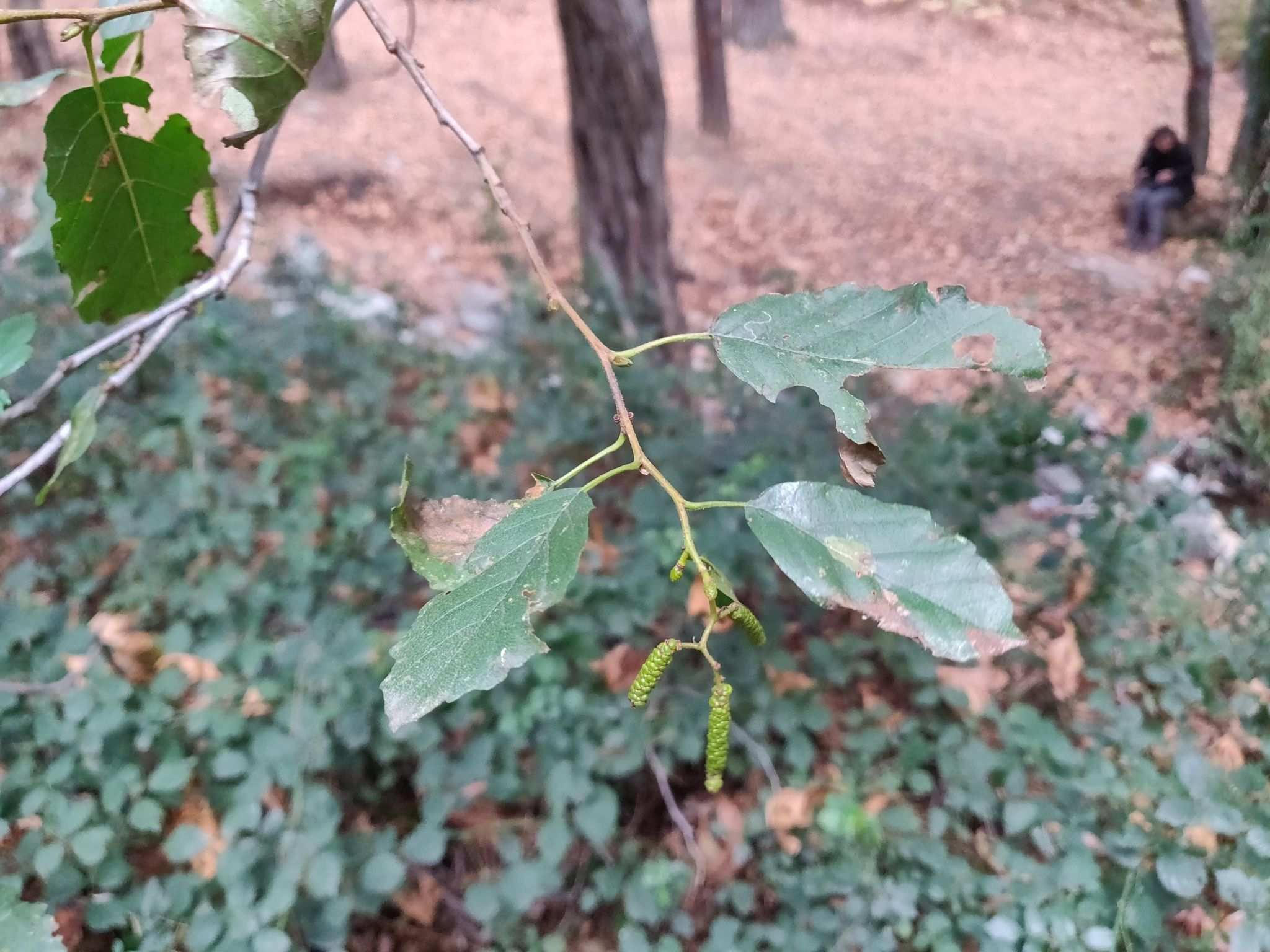 Alnus orientalis