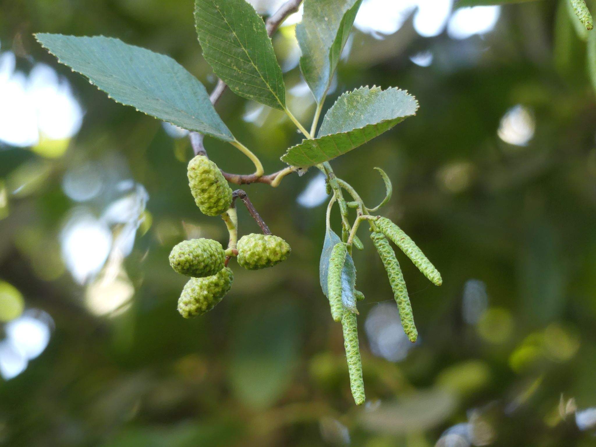 Alnus rhombifolia