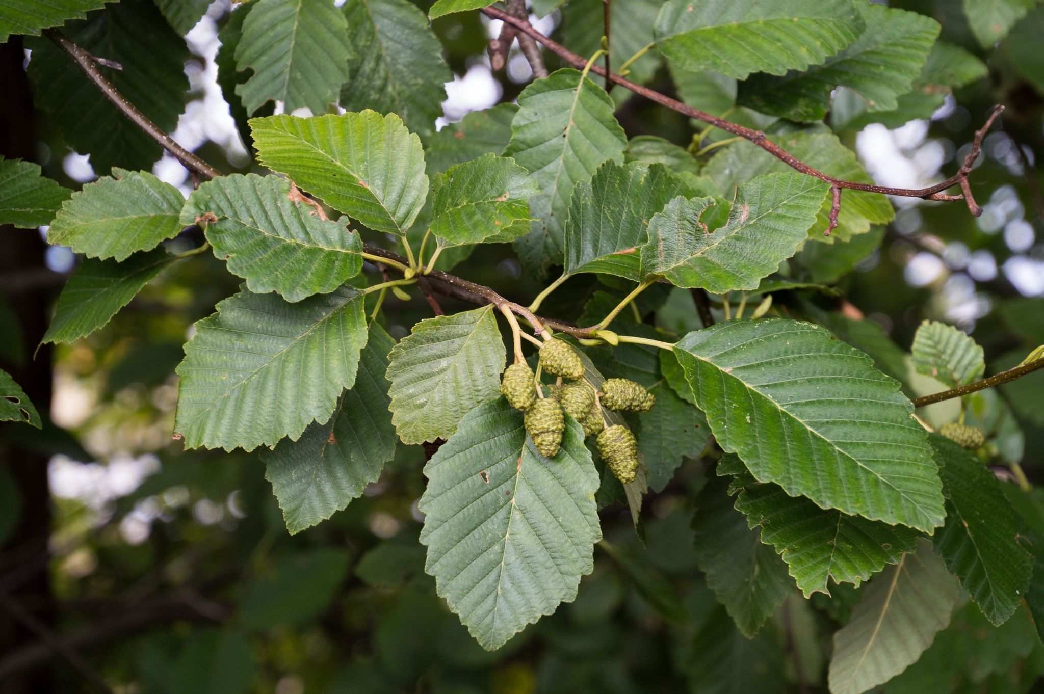 Alnus rubra