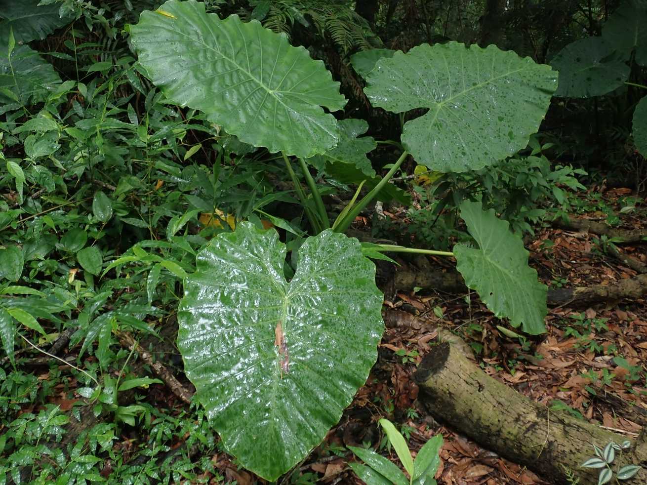 Alocasia