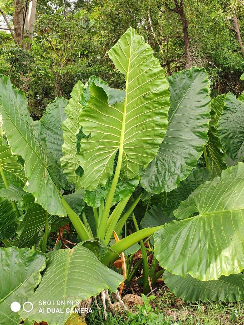 Alocasia indica