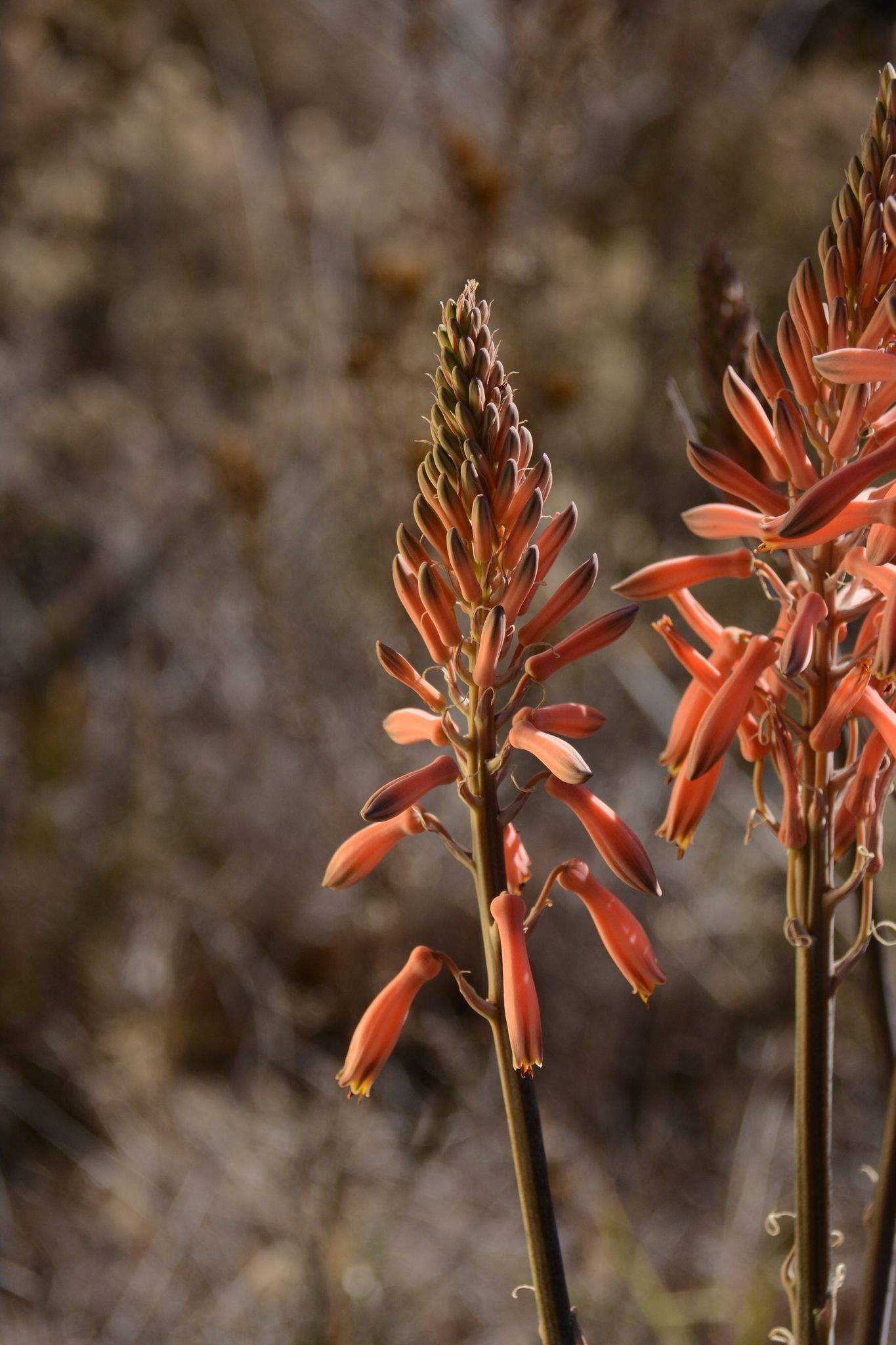 Aloe sp.