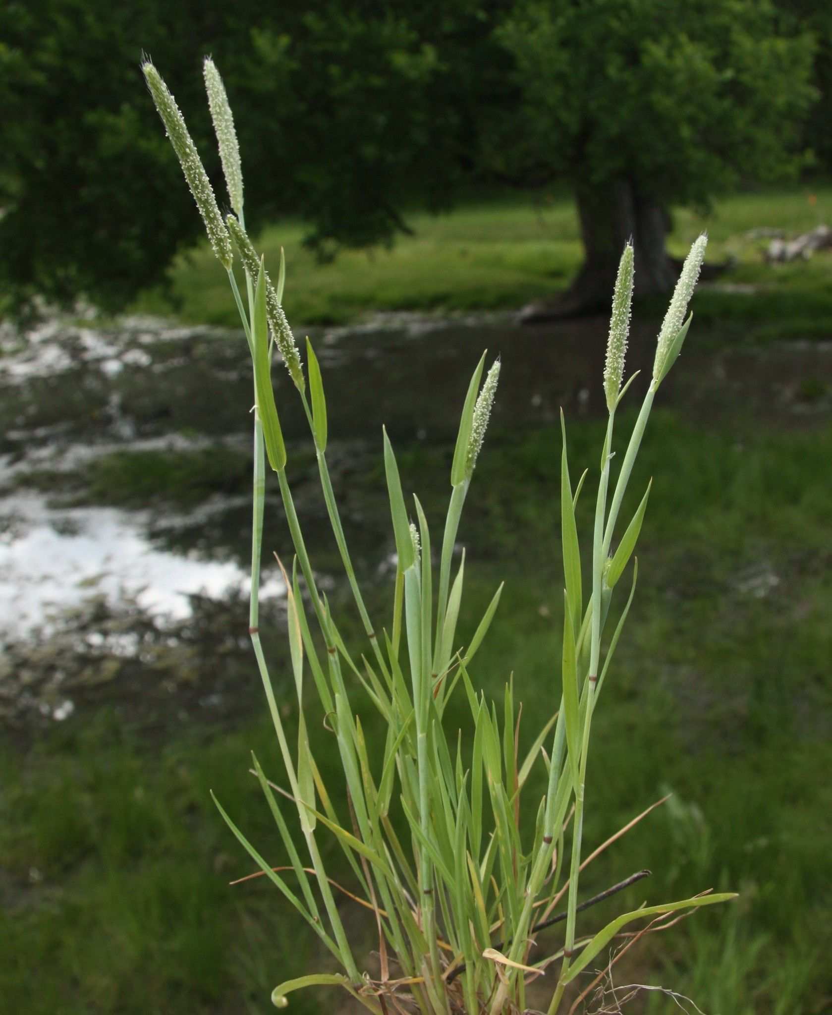 Alopecurus carolinianus