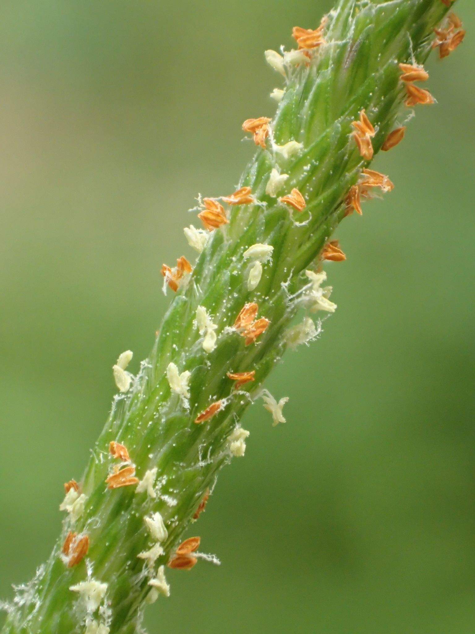 Alopecurus geniculatus