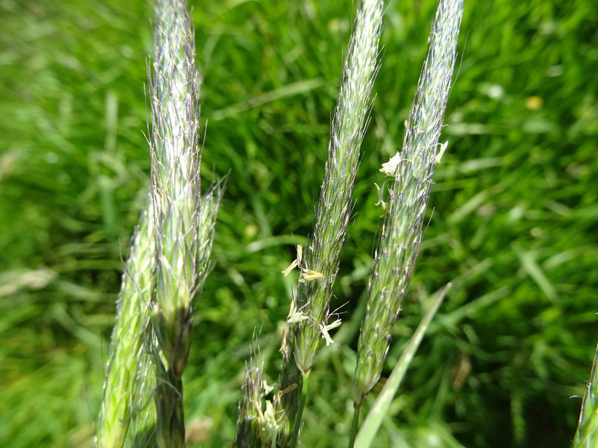 Alopecurus myosuroides