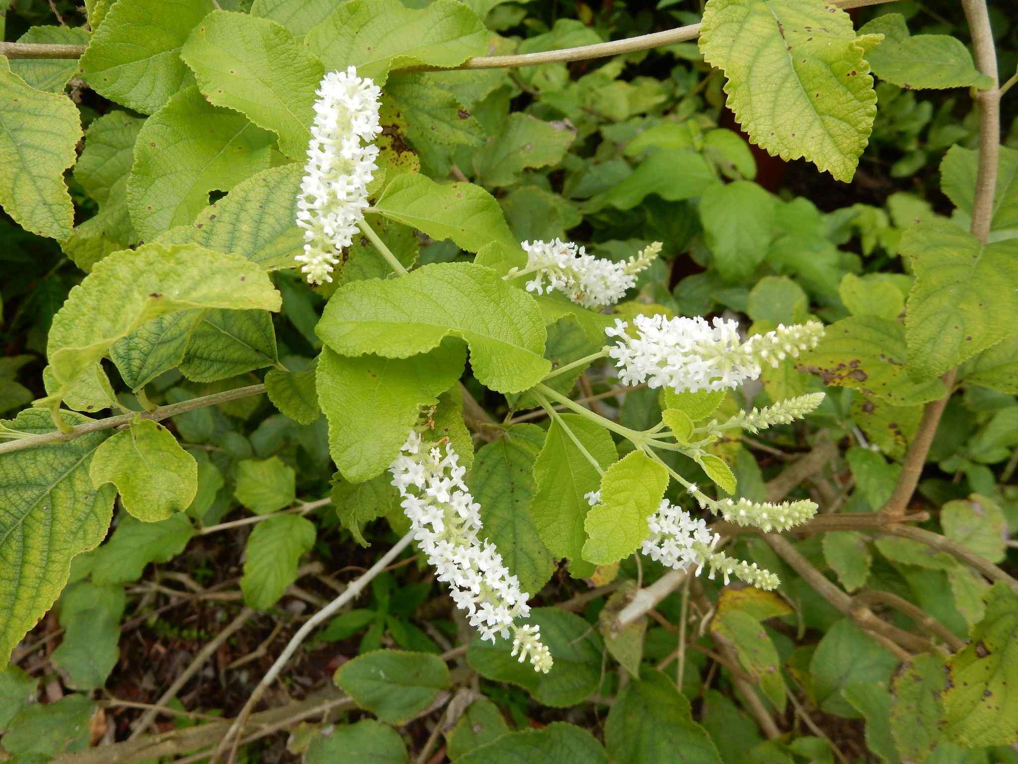 Aloysia virgata