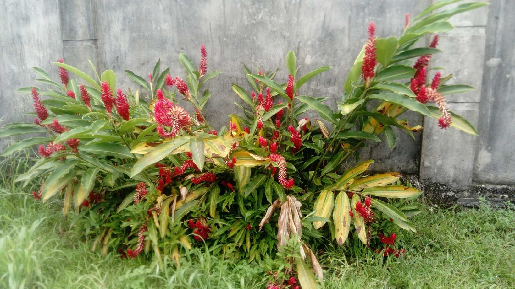 Alpinia purpurata