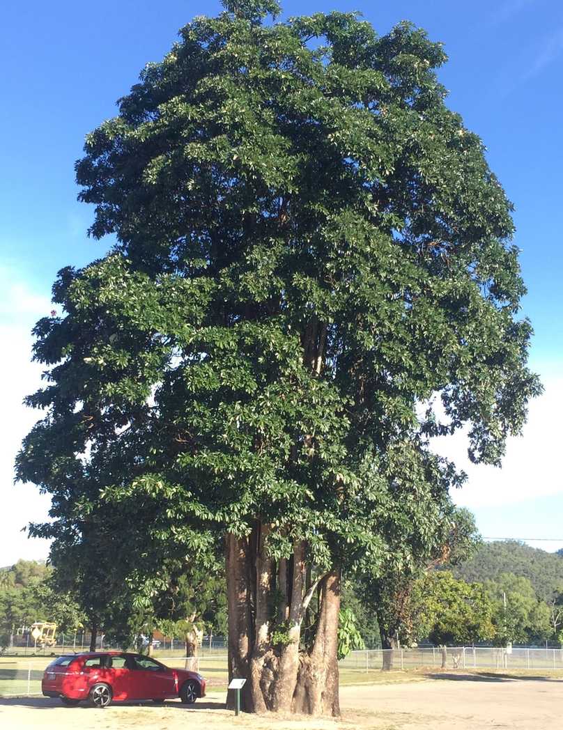Alstonia scholaris