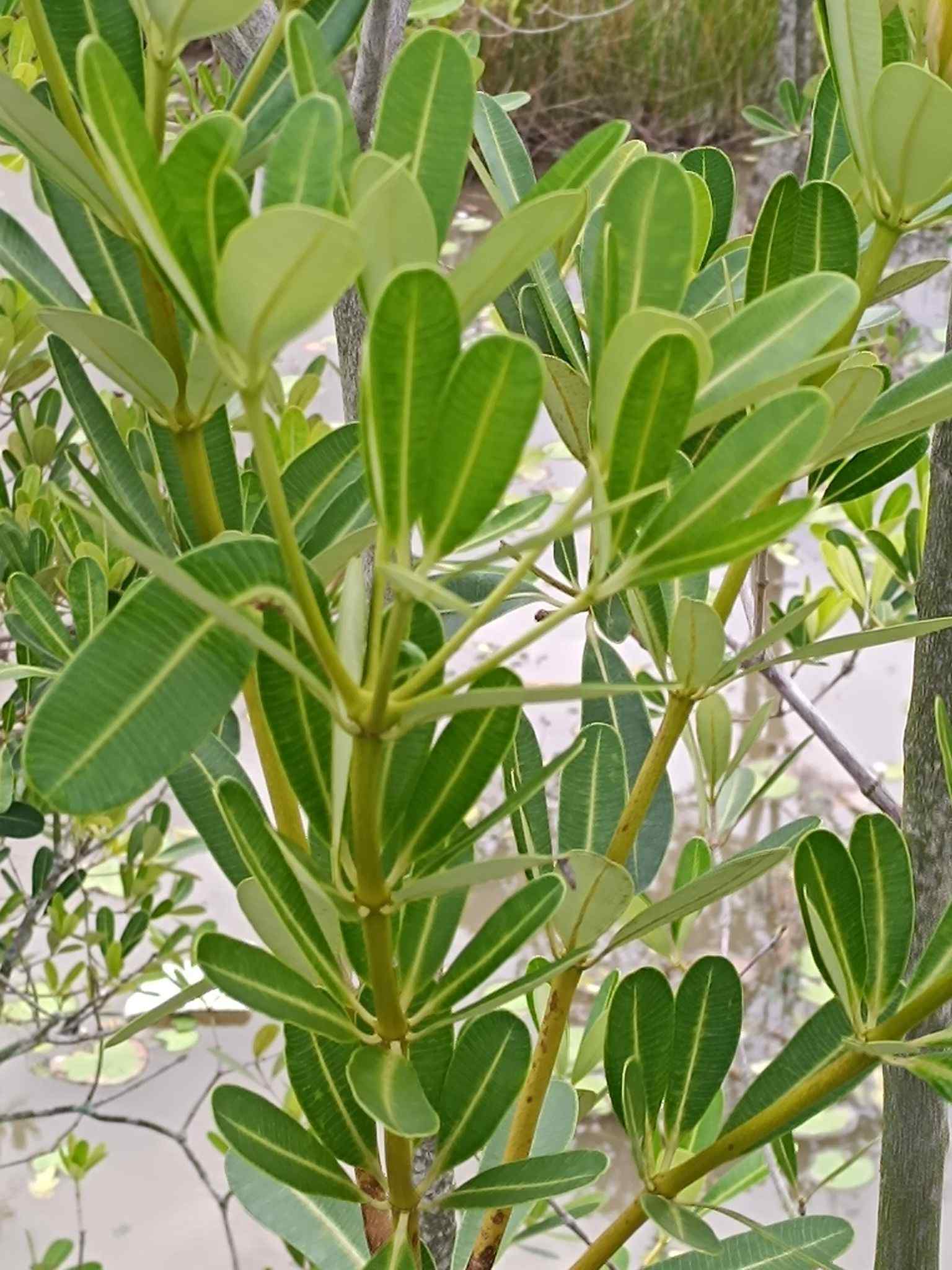 Alstonia sp.
