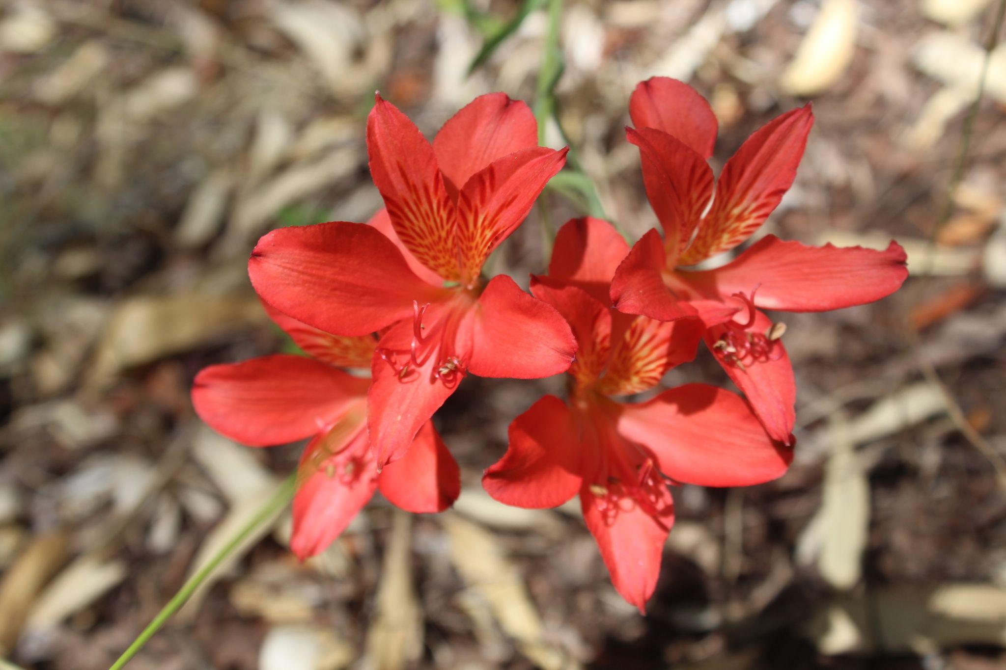 Alstroemeria