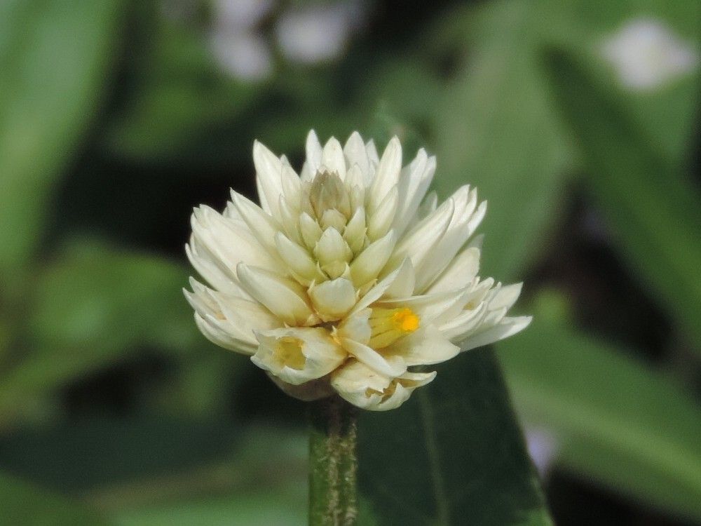 Alternanthera philoxeroides