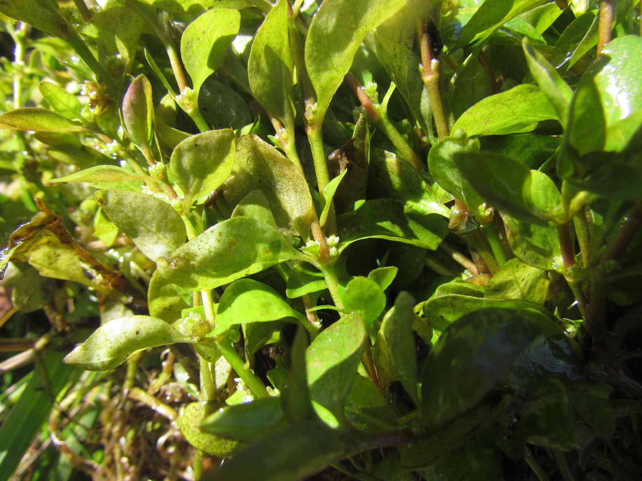 Alternanthera reineckii