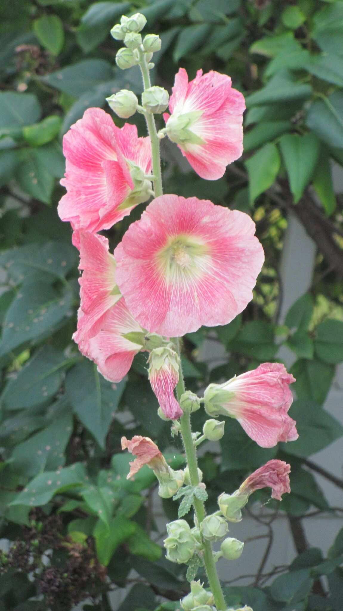 Althaea