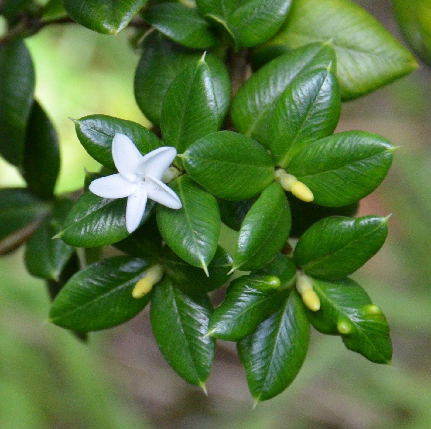 Alyxia ruscifolia