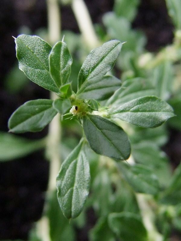 Amaranthus albus